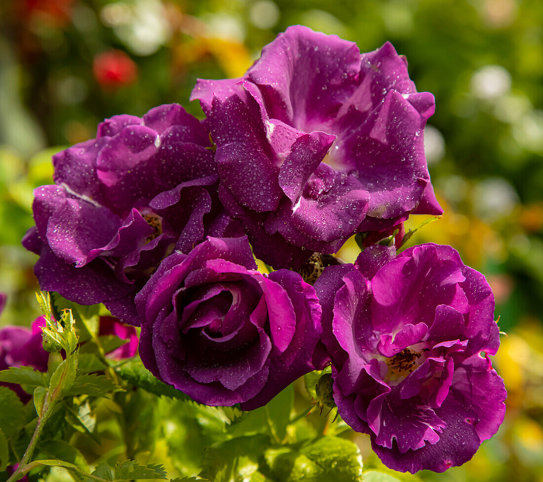 Rosa 'Passion For Purple'