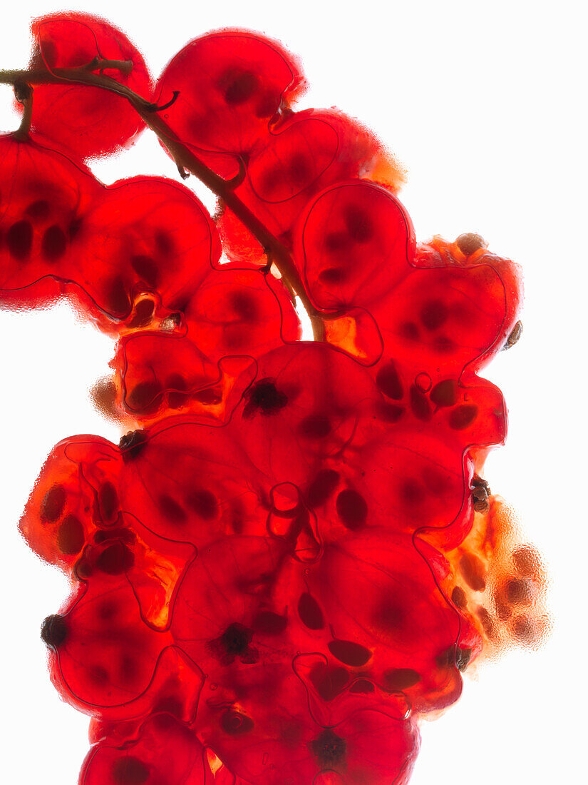 Rote Johannisbeeren (Makroaufnahme)