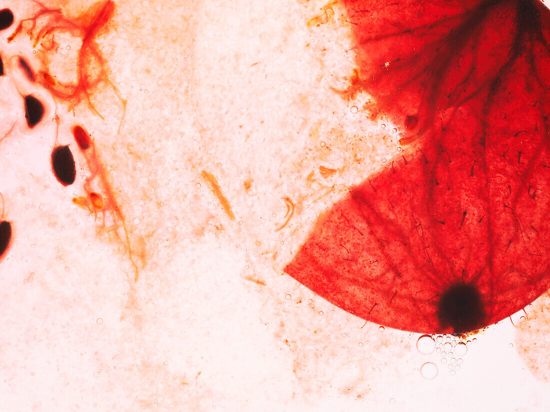 Rote Stachelbeere (Makroaufnahme)