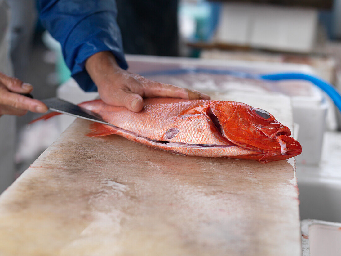 Red Snapper wird zerlegt, Tsukiji-Fischmarkt ,Tokio, Japan