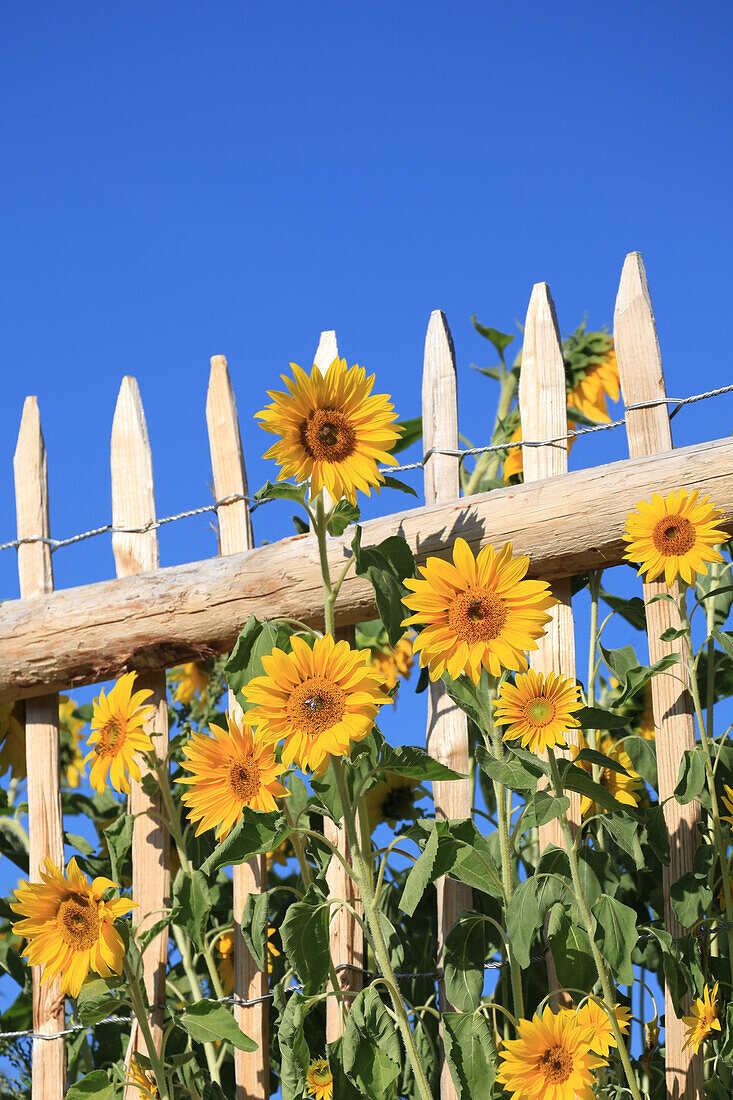 Sunflowers against a farm fence (Helianthus annuus)