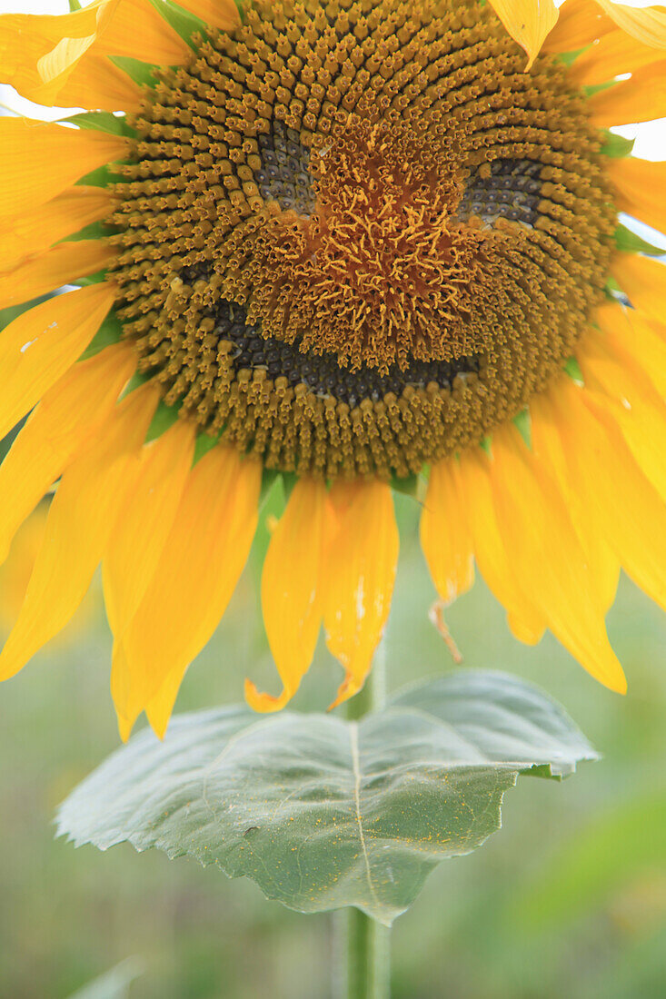 Sunflower with face