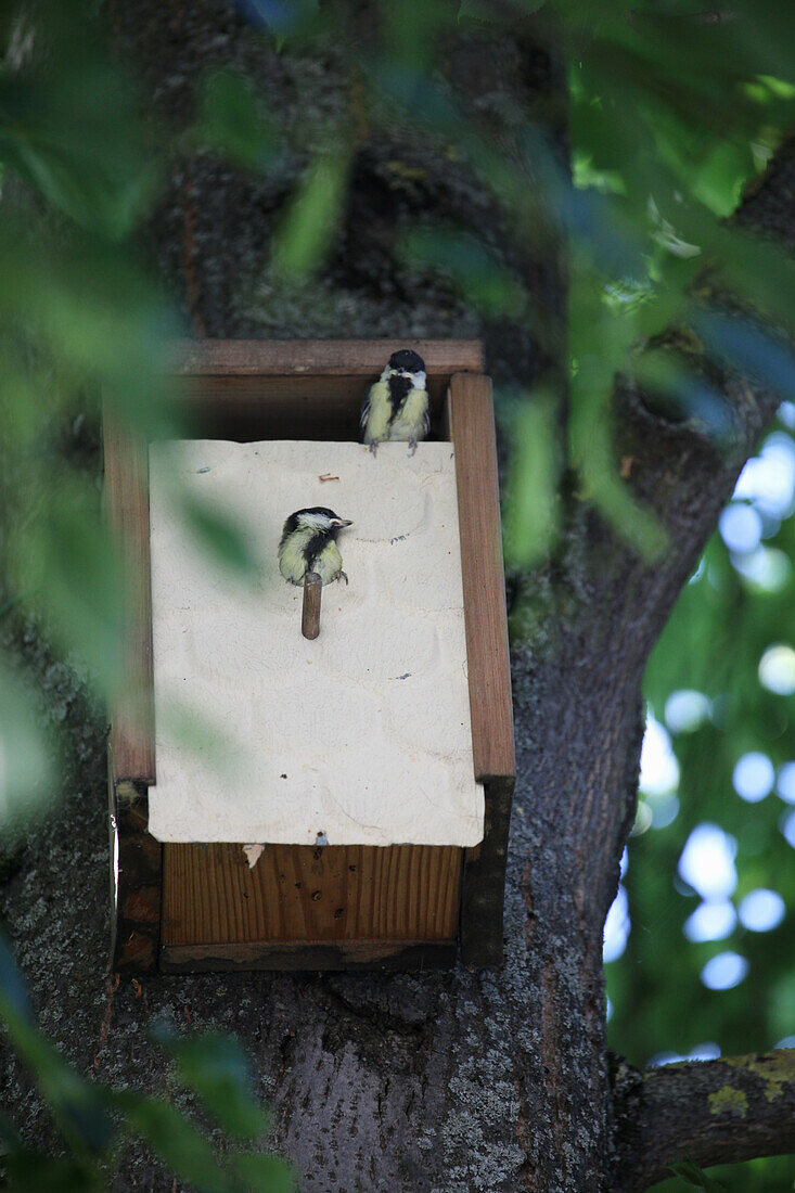 Young great tits about to fly out of a nesting box