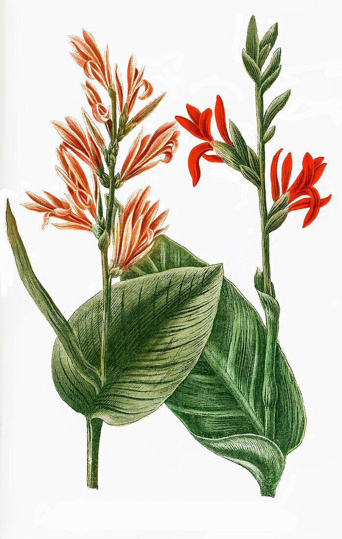 Indisches Blumenrohr (Canna indica, auch Essbare Canna), digital retuschierte Illustration