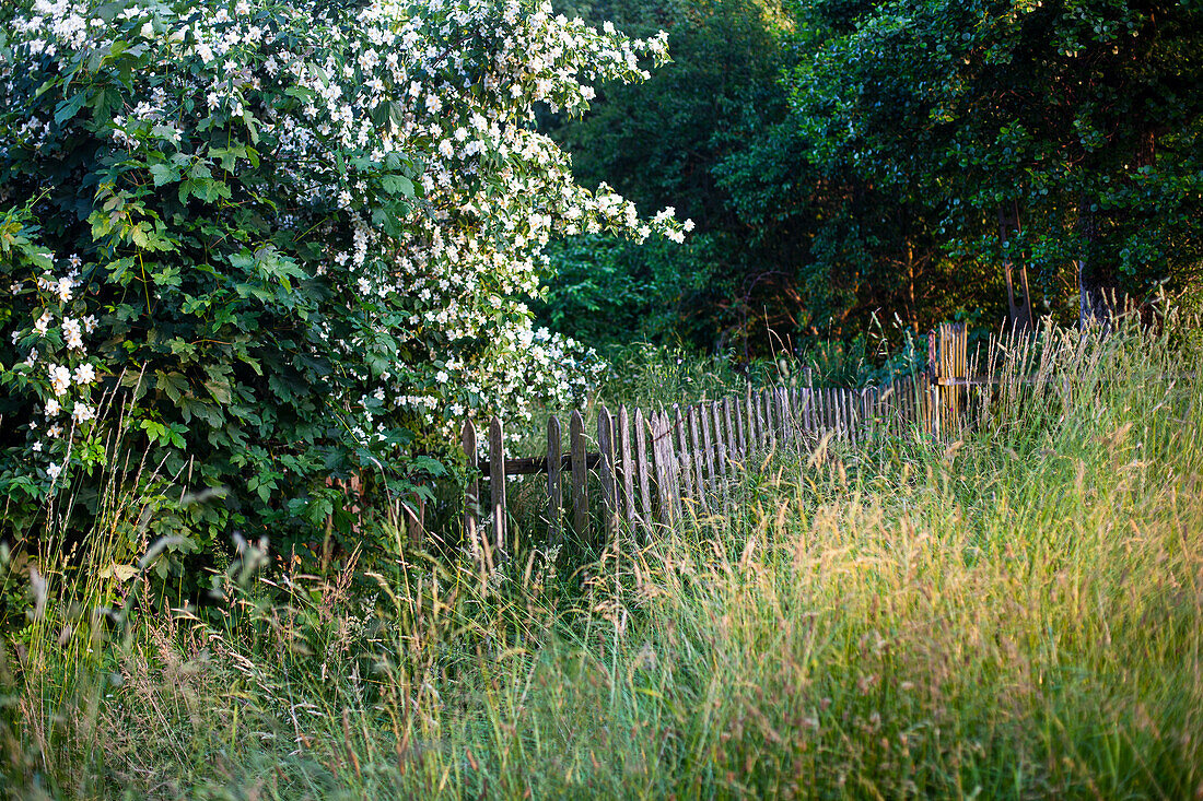 Flowering bush daisy, (Montanoa hibiscifolia) shrub in garden