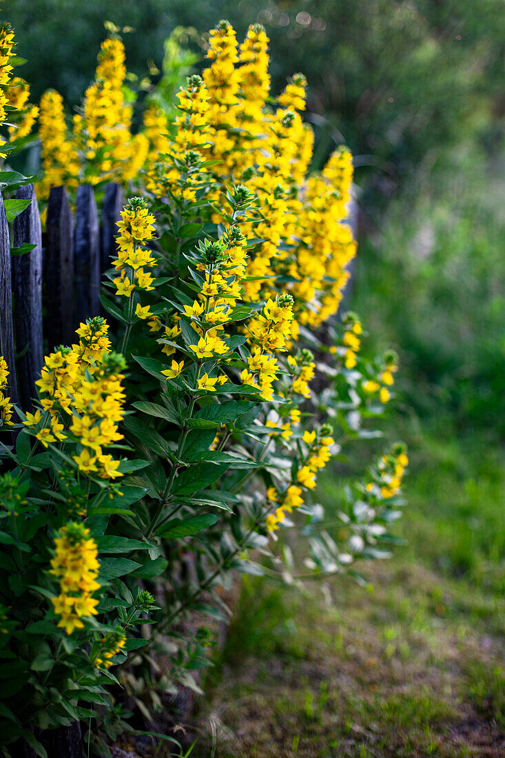 Large yellow loosestrife (Lysimachia punctata), dotted loosestrife in the flower bed