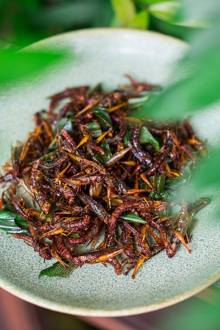 Deep fried grasshoppers with fish sauce