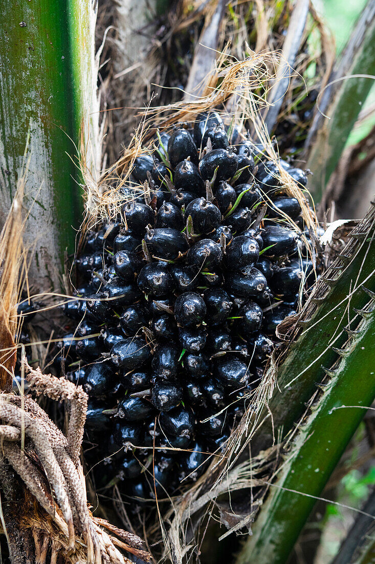Palmnüsse für die Palmölproduktion (Thailand)