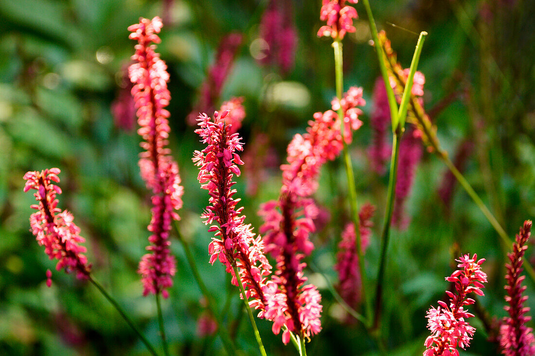 Flowering red bistort (Bistorta amplexicaulis) in a park