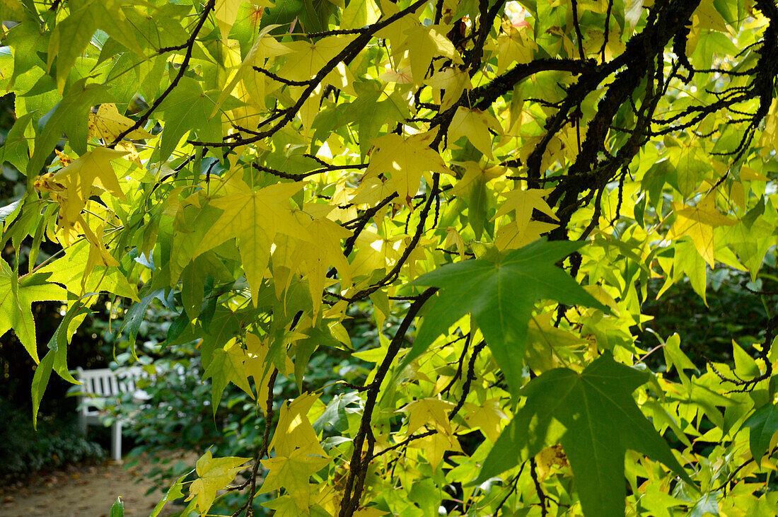 Amerikanischer Amberbaum im Park (Liquidambar)