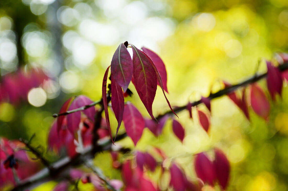Backlit red spindle tree leaves (Euonymus), close-up