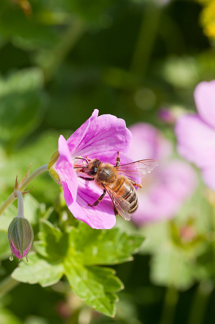Geranium with bee