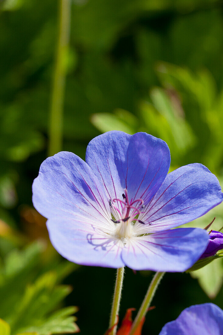 Flowering cranesbill, geranium with bee