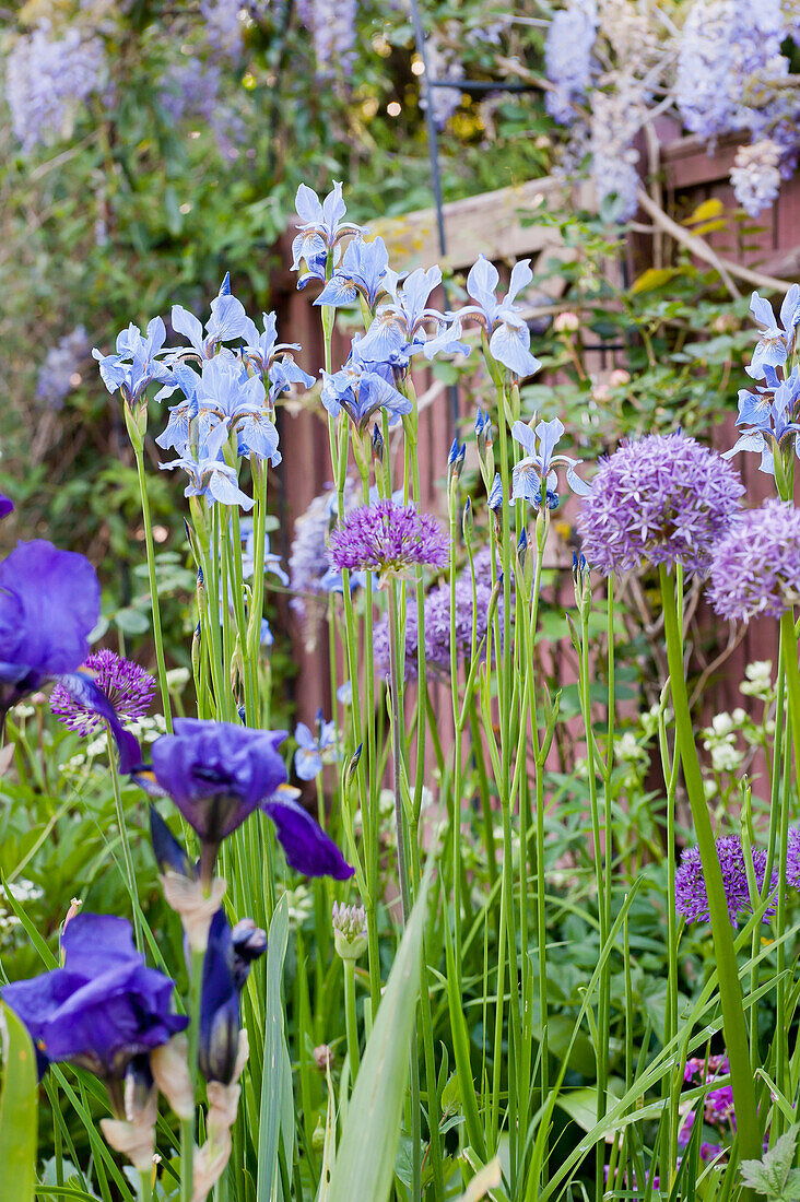 A bed of shrubs featuring flowering irises and ornamental leeks (Allium) in the spring