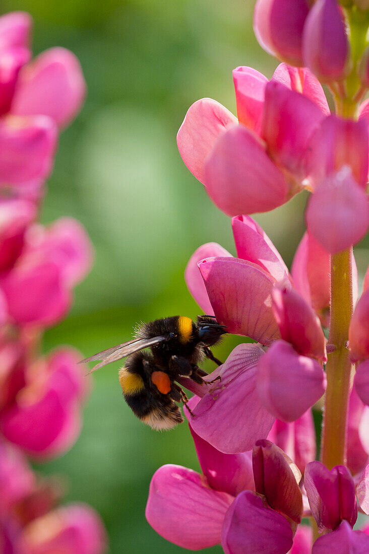 A bumblebee on a lupine (Lupinus), close-up