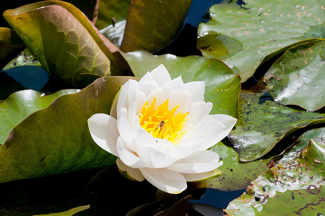 A flowering water lily in a pond, white water lily (Nymphaea alba)