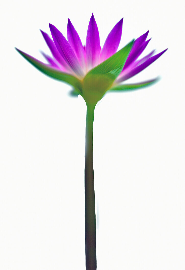 Lotus blossom against a white background