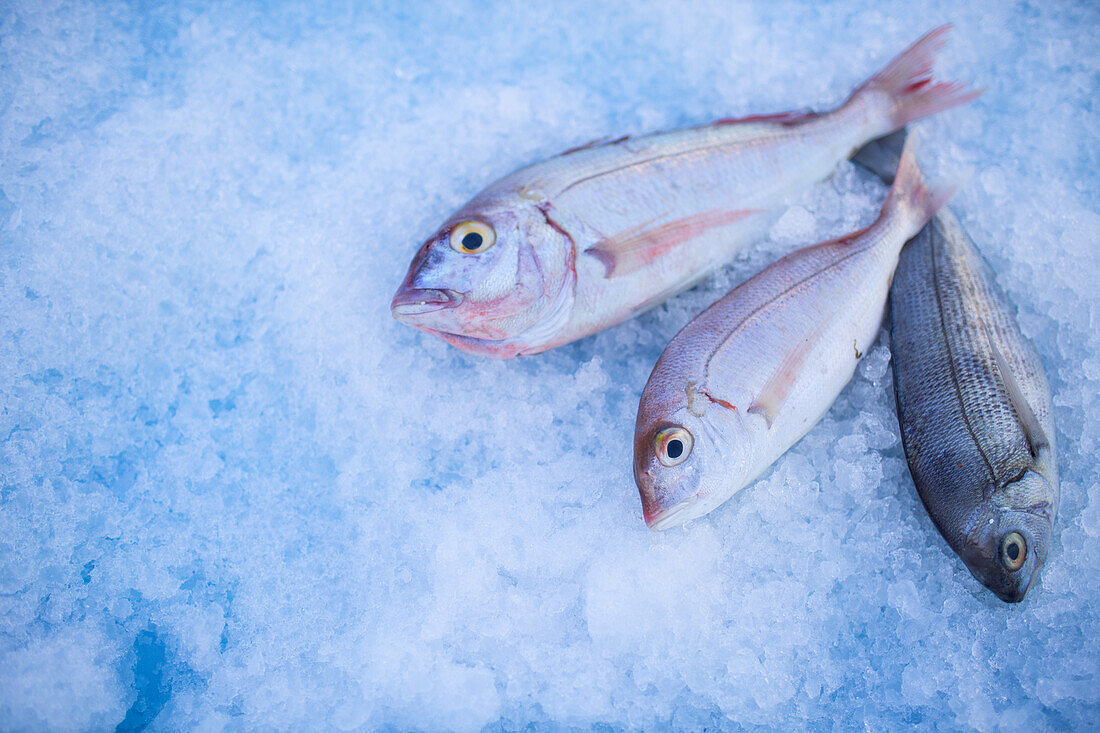 Fresh bream on ice