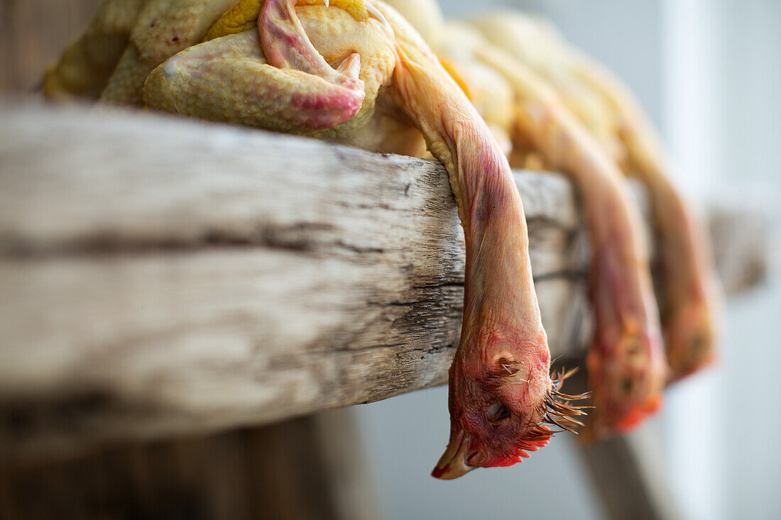 Plucked chicken on wooden table