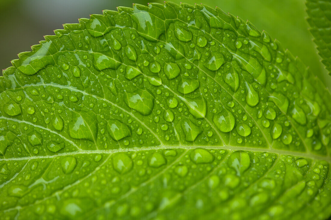 Hortensienblatt mit Wassertropfen (Close-up)