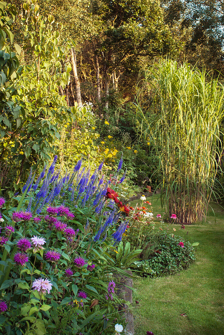 Flowerbed with speedwell (Veronica spicata), mint and elephant grass (Miscanthus x longiberbis), also giant china reed