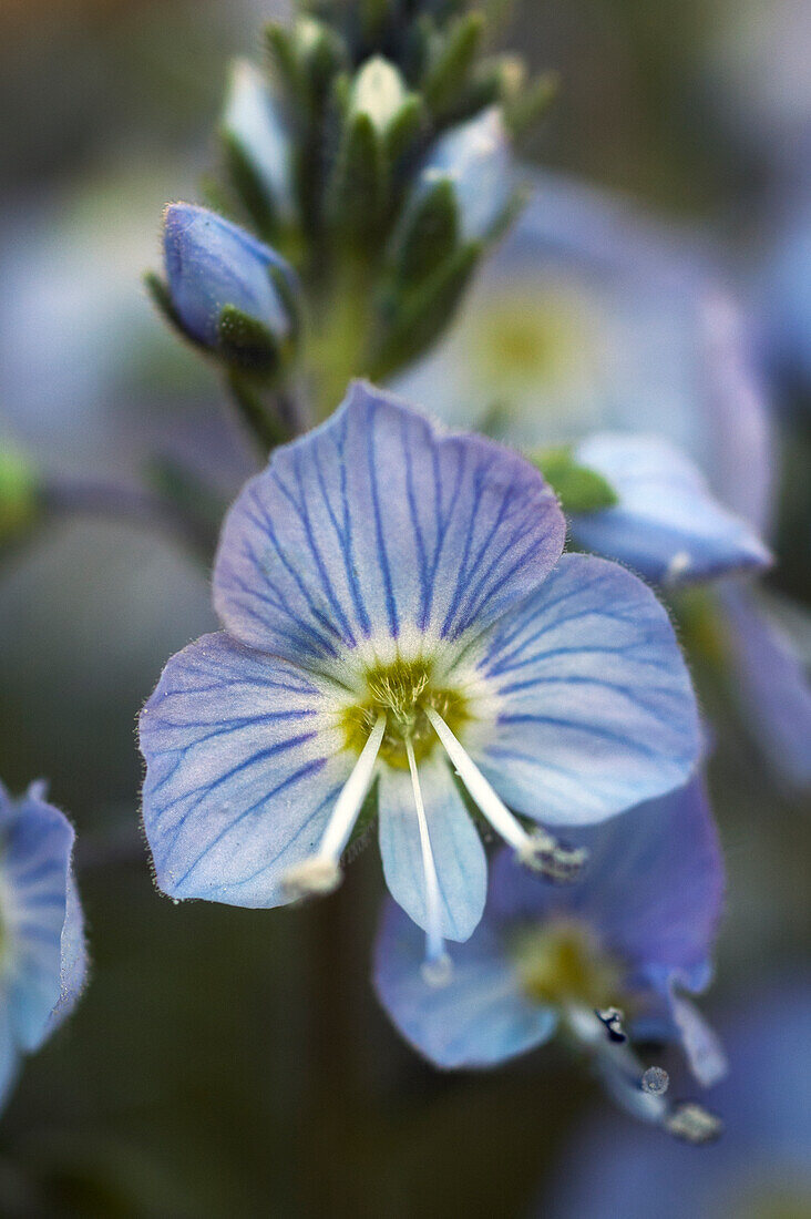 Flower of speedwell 'Porslinsveronika' (Veronica gentianoides Minor)