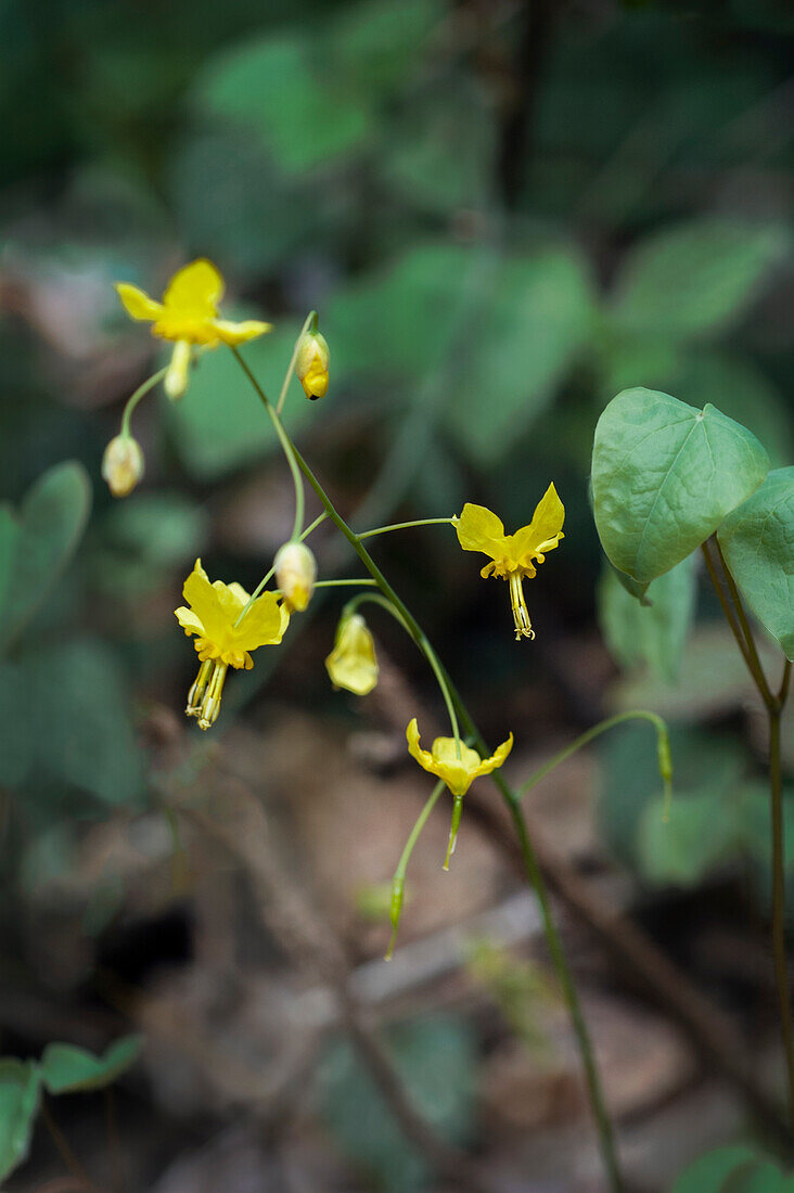 Blühende Elfenblume (Epimedium × perralchicum)