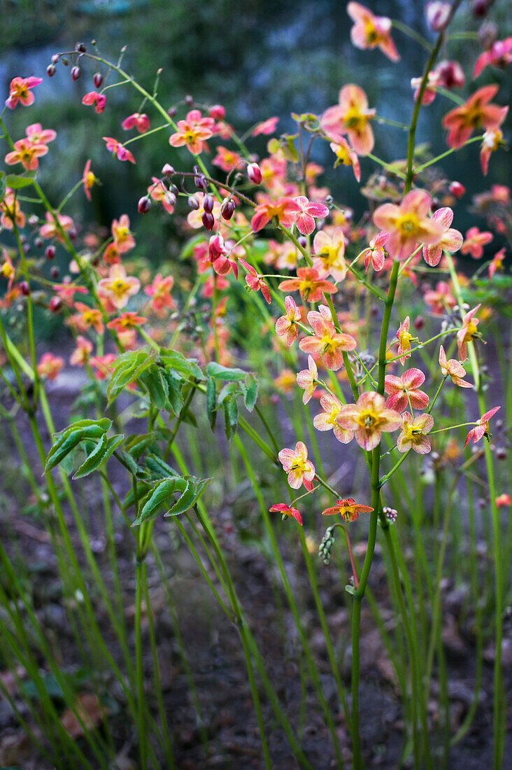 Flowering fairy flowers in meadow (Epimedium x warleyense)