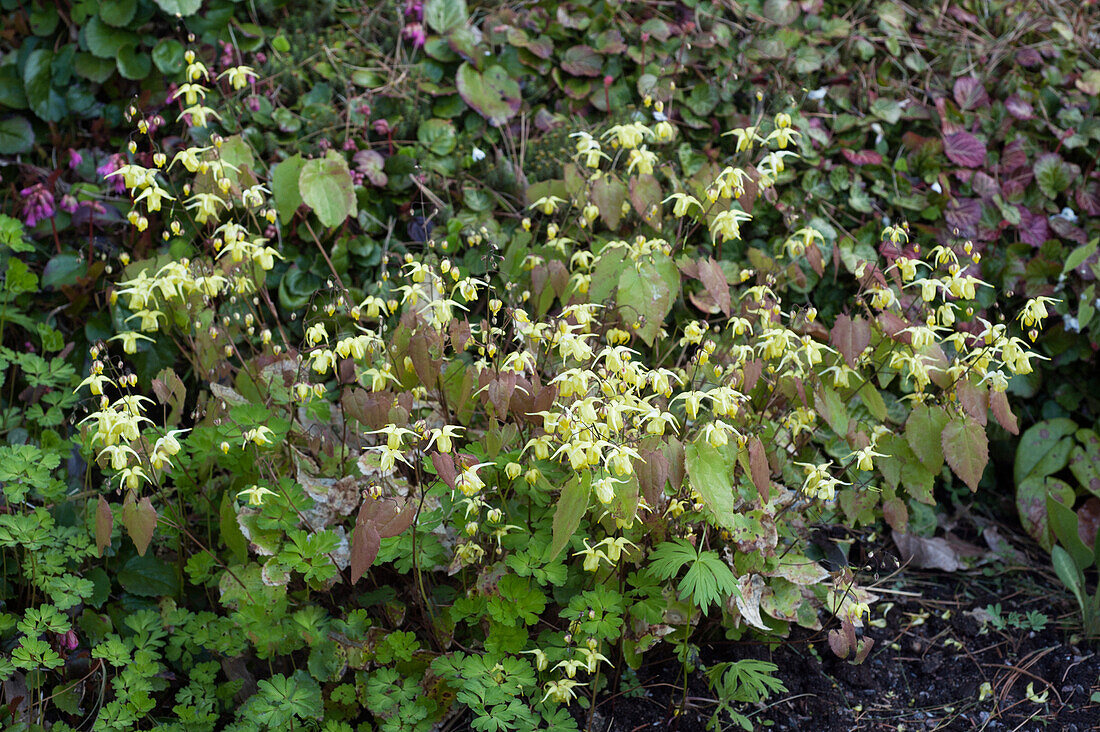 Elfflower on the forest floor (Epimedium flavum)