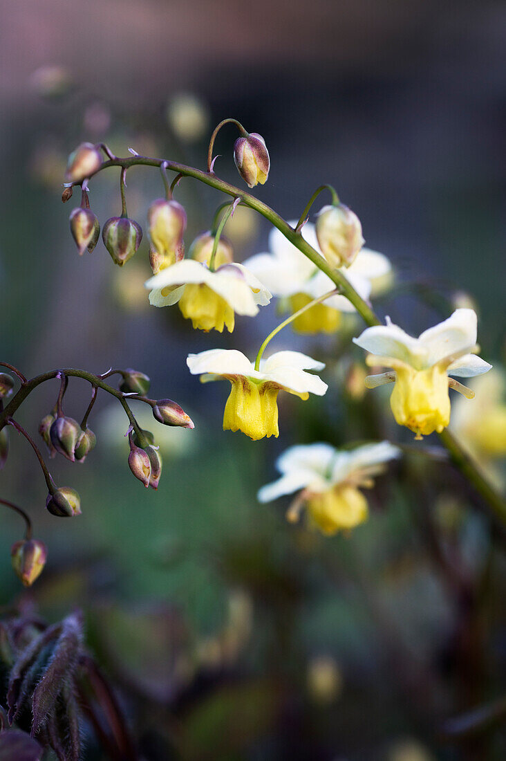 Large-flowered ivy flower (Epimedium x versicolor Sulphureum)