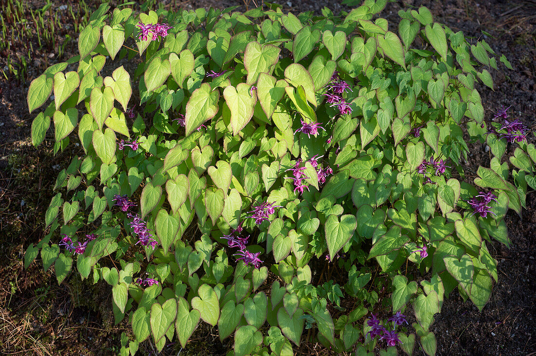 Flowering Elfflower (Epimedium grandiflorum var. coelestre)