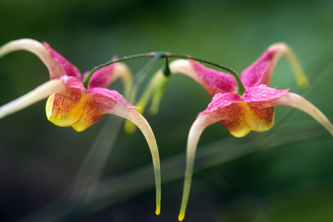 Blühende Elfenblume (Epimedium omeiense) 'Akame', close-up
