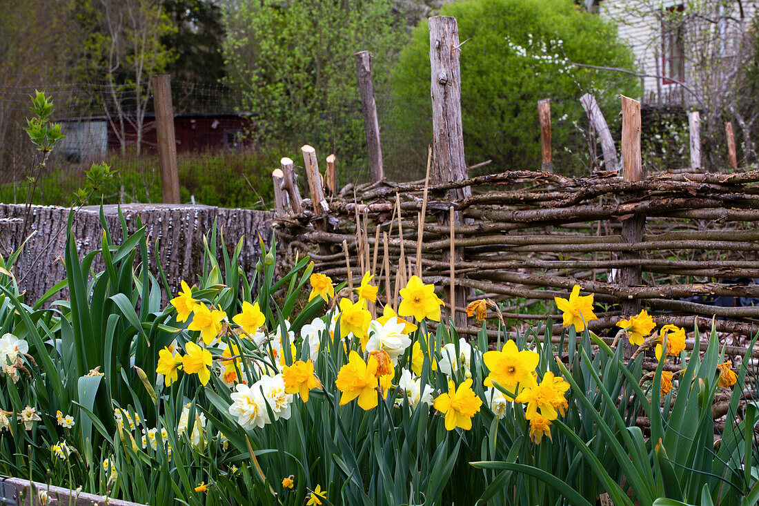 Flowering narcissus in garden