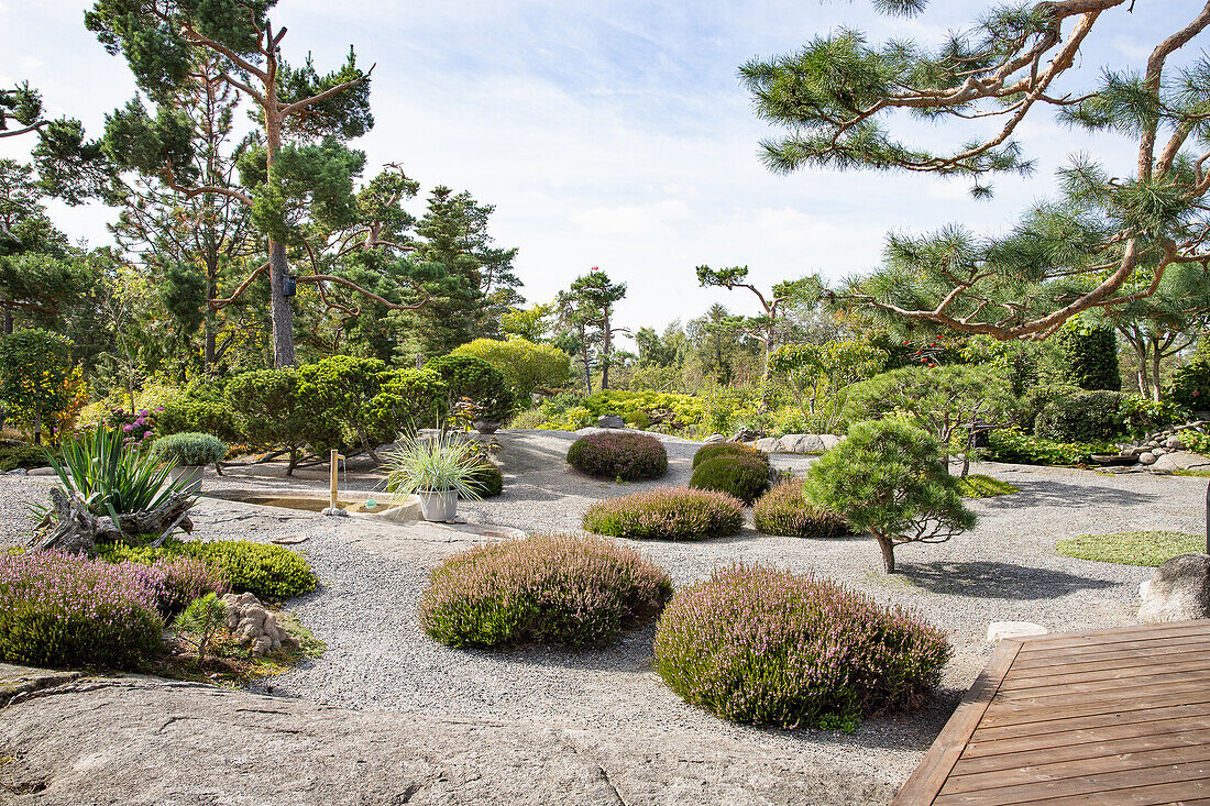 Niedrige Kiefer und kissenförmige Heide im Kiesgarten