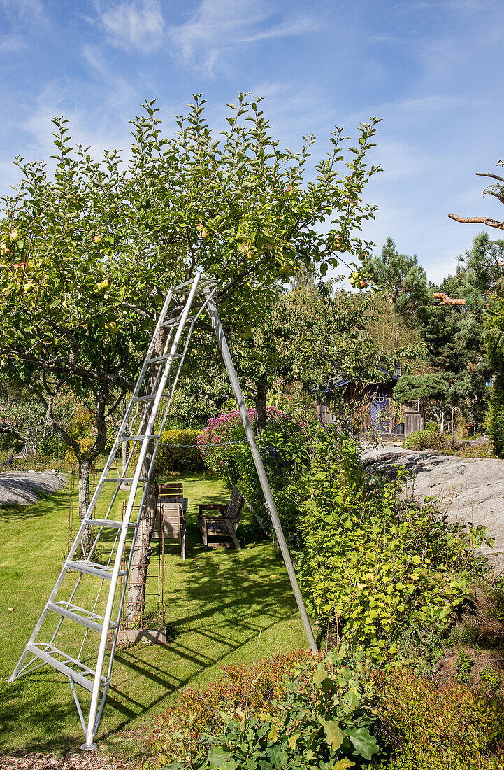 Aufgestellte Leiter im Obstgarten