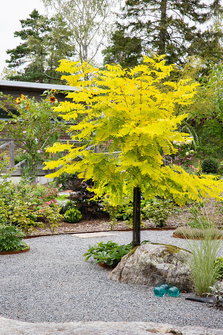 Autumnal golden Black locust (Robinia pseudoacacia) 'Frisia' in a gravel garden