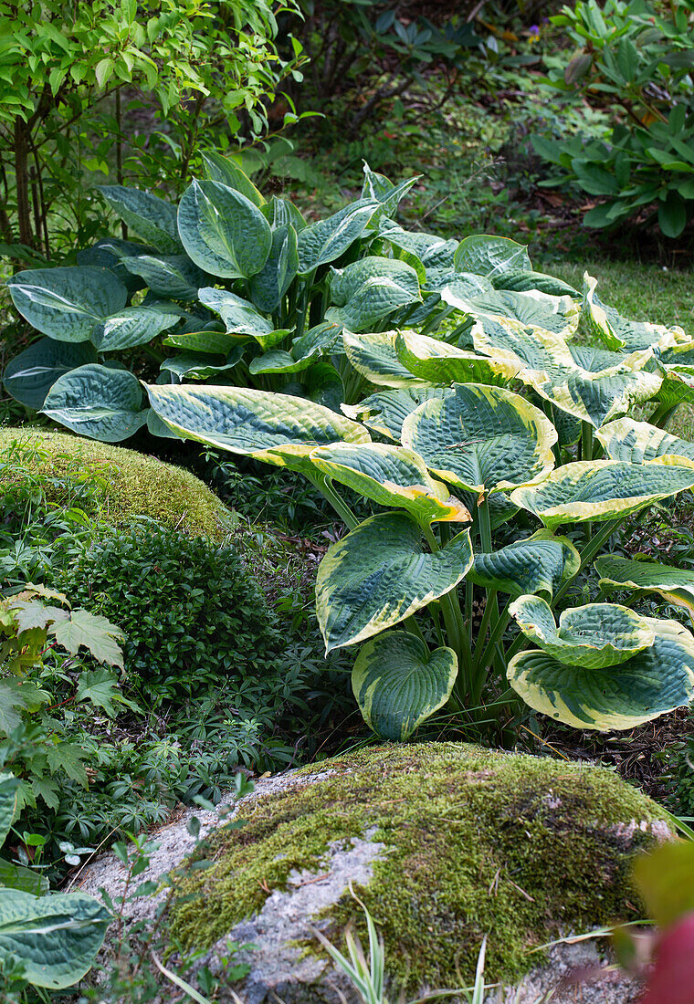 Funkien (Hosta) neben bewachsenen Felsen im Garten