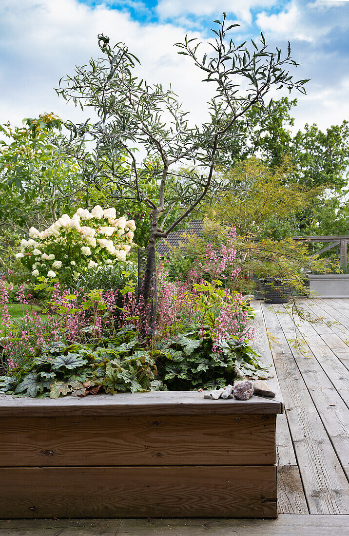 Purpurglöckchen (Heuchera) 'Paris' und weidenblättrige Birne im Hochbeet aus Holz auf der Terrasse