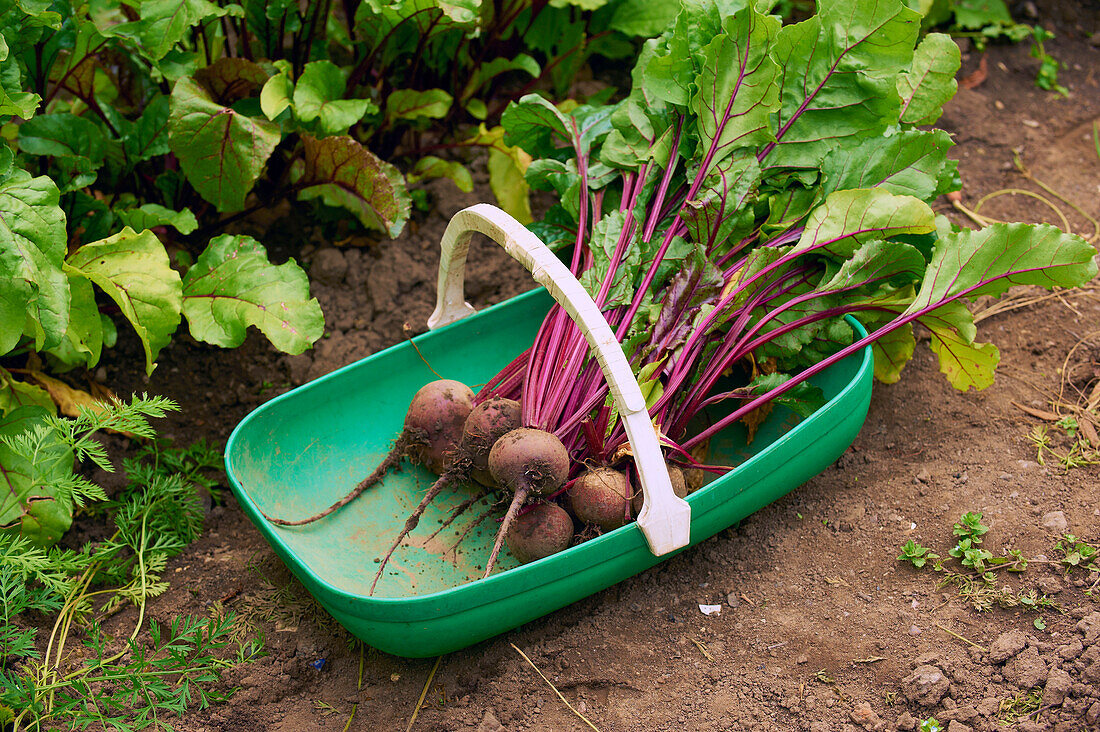 Freshly harvested beets