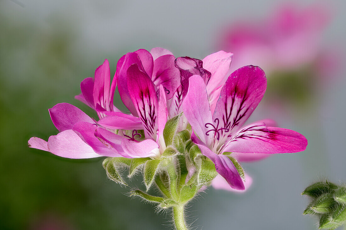 Pink flowers of lemon scented geranium (Pelargonium crispum), lemon geranium