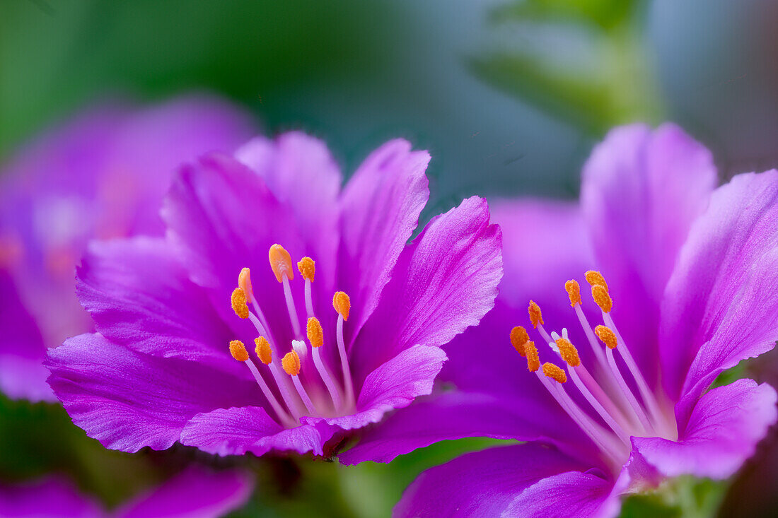 Lila Blüten der Bitterwurz (Lewisia cotyledon), Makroaufnahme