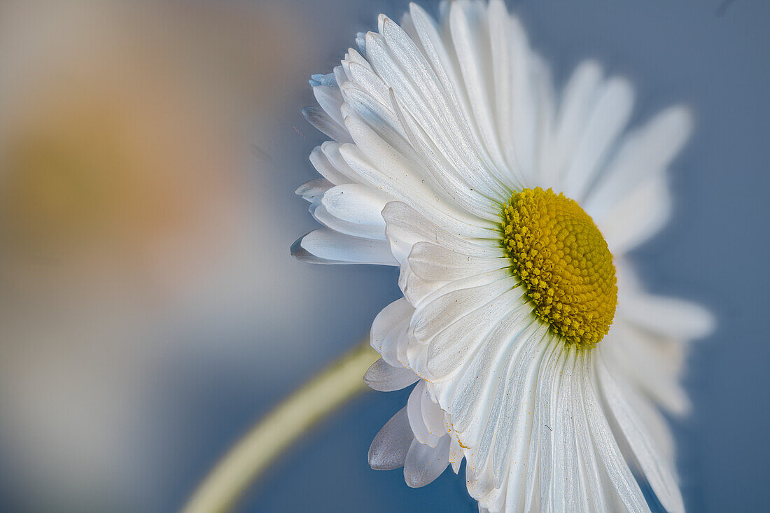 Blüte des Gänseblümchen, Gartenform, (Bellis perennis)