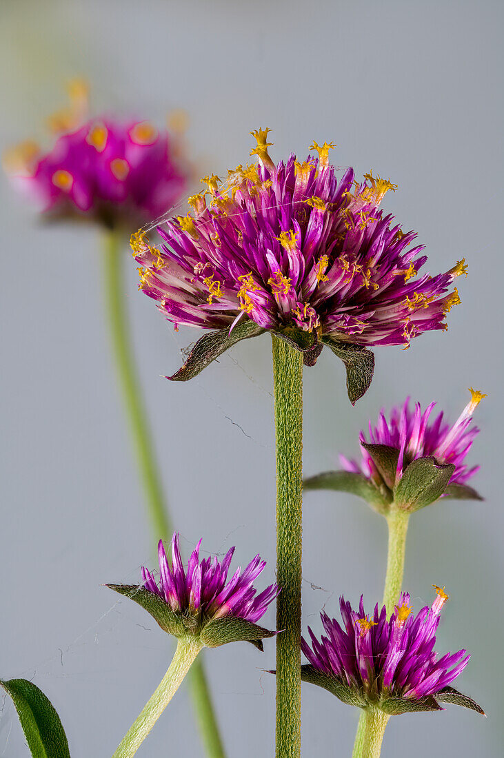 Blüten des Echten Kugelamarant (Gomphrena globosa)