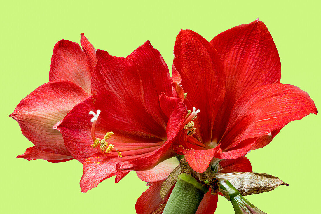 Red blossoms of the Amaryllis (Hippeastrum), hybrid