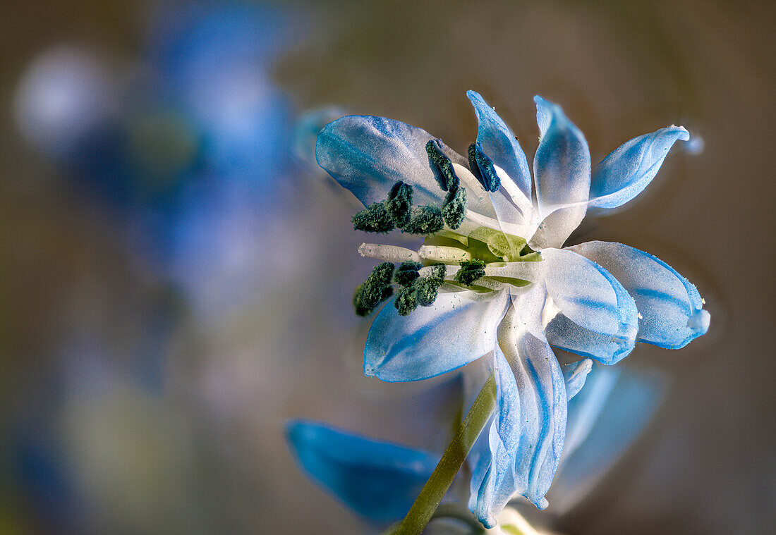 Flower of the blue star (Scilla siberica)