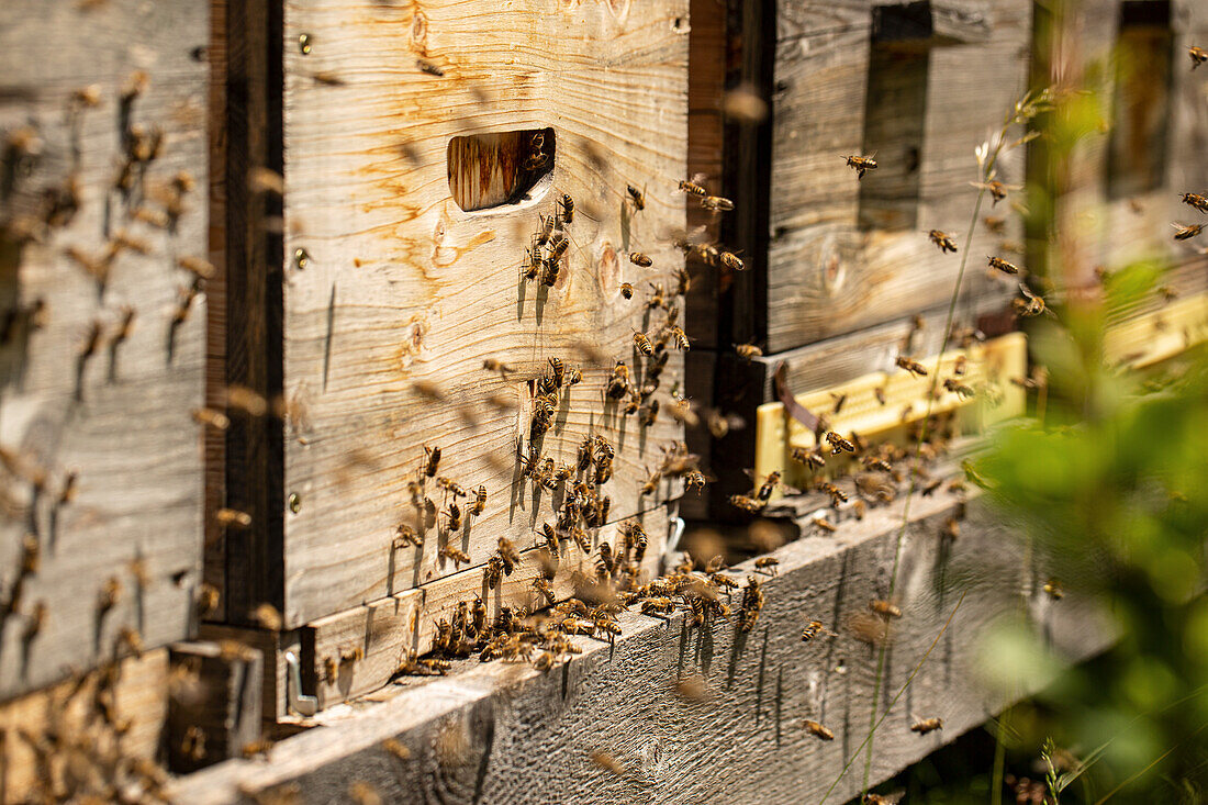 Bienenstand