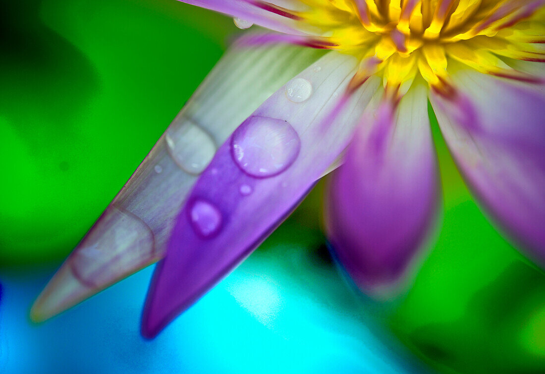 Lotus flower with raindrops