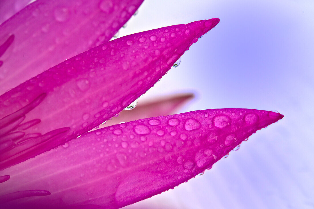 Lotus petals with waterdrops