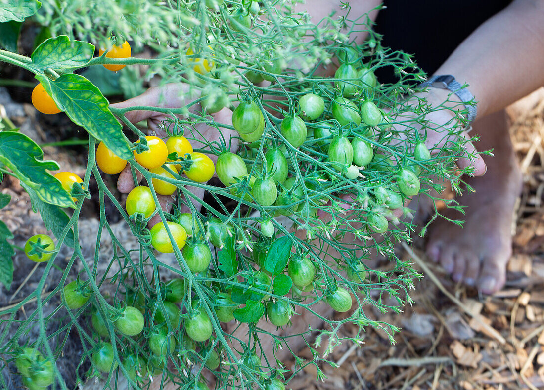 'Yellow Date Wine' tomato plant