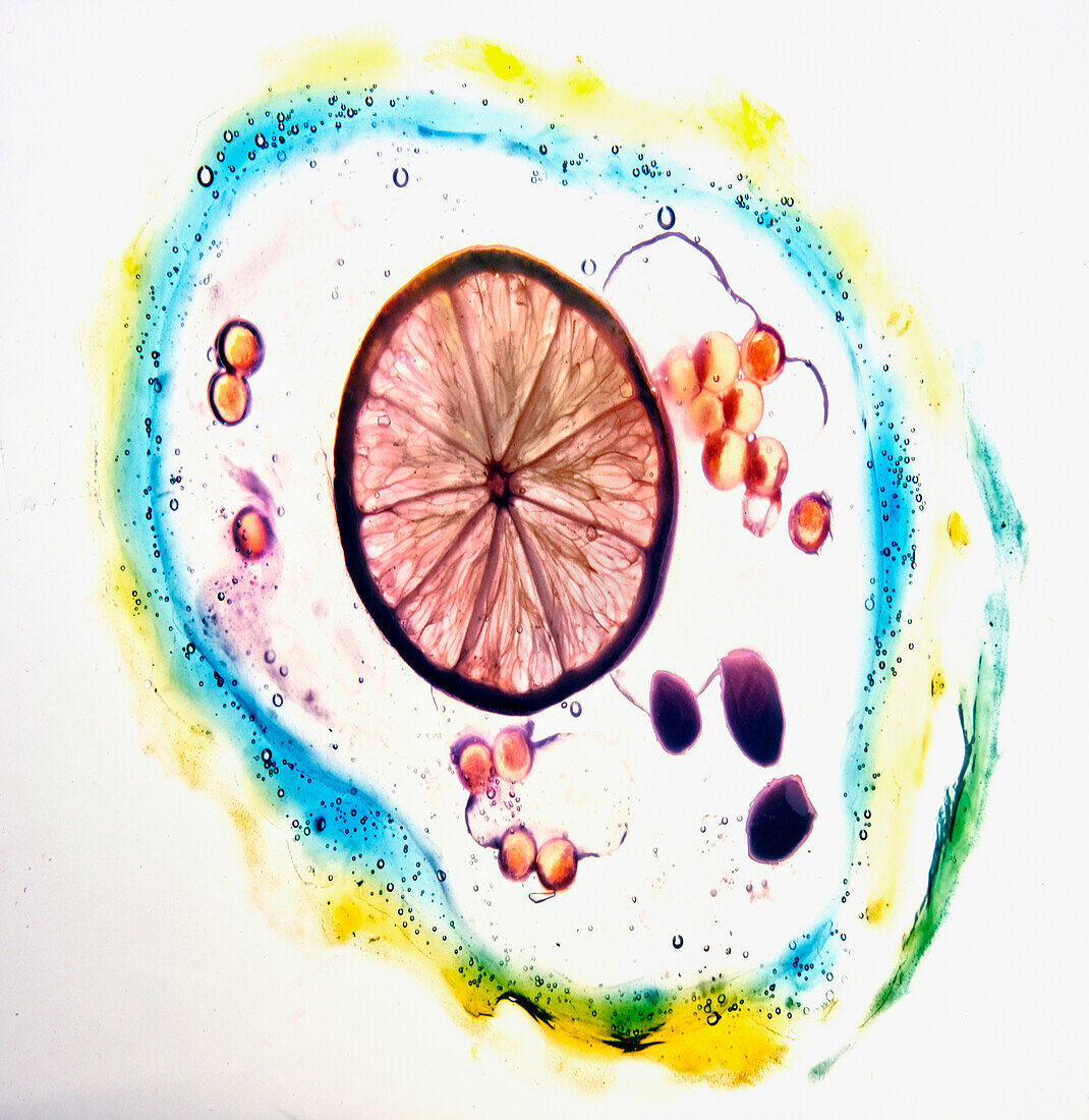 Künstlerisches Arrangement von Fischrogen und Zitronenscheibe